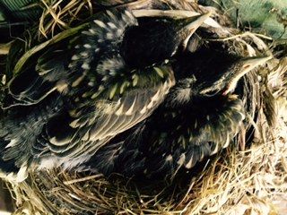 American robin nestlings.