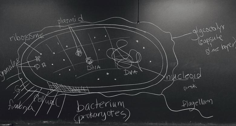 Prokaryotic cell diagram, hand drawn on chalk board.