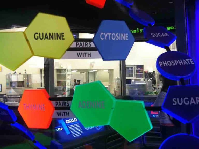 Model of DNA structure at Field Museum Chicago, IL