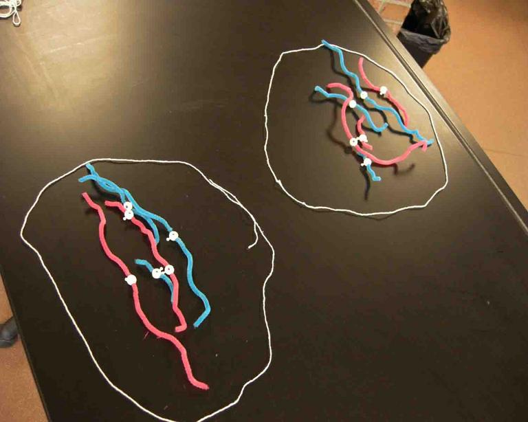 Mitosis Classroom Demonstration