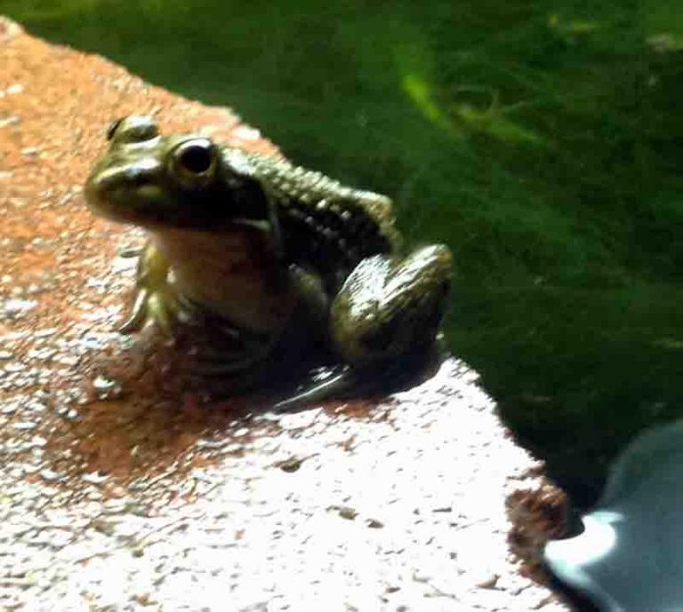 Small American Bullfrog