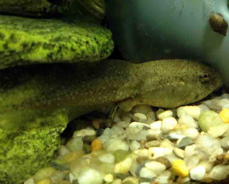 Bullfrog Tadpole with Small Rear Legs