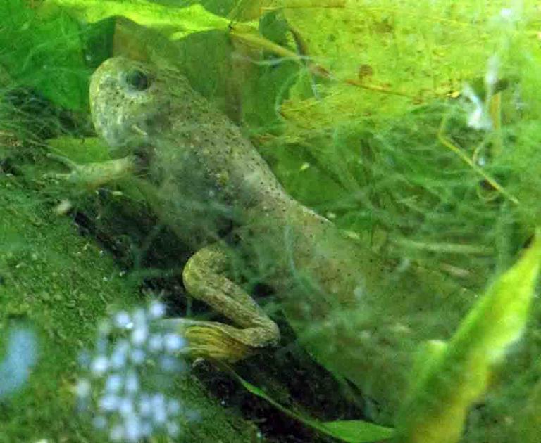 American Bullfrog Tadpole with Arms, Legs and Tail. Head Starting to Change Shape