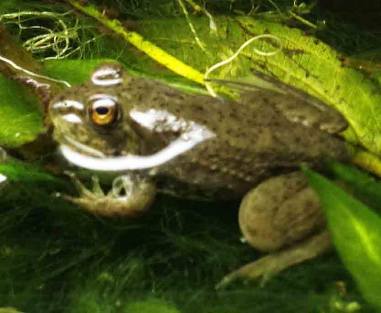 Bullfrog Froglet After Tadpole Metamorphosis