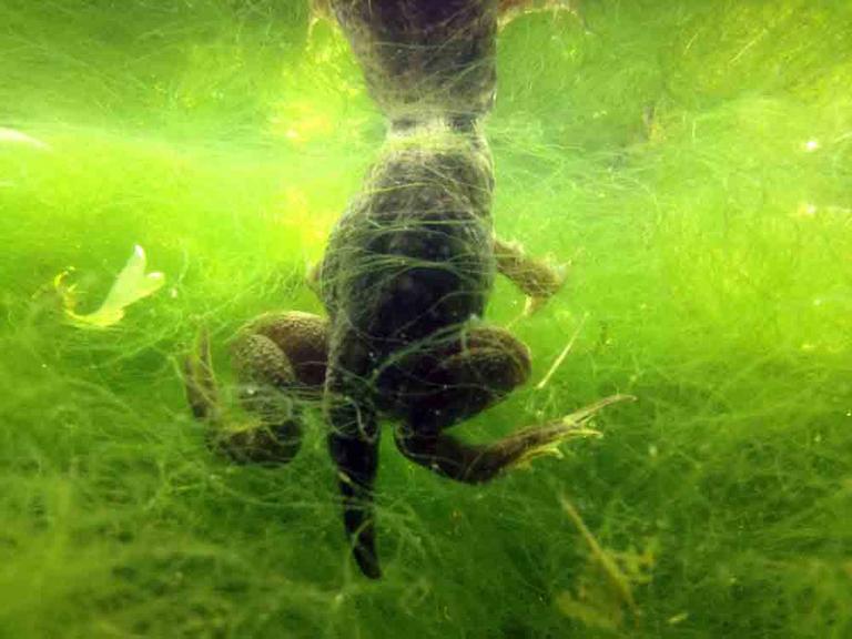 Bullfrog Froglet Reabsorbing Tail After Tadpole Metamorphosis