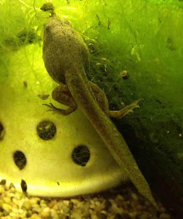 Bullfrog Tadpole With Well Developed Rear Legs