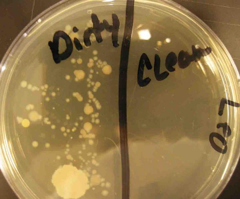TSY Agar in Petri Dish Labeled for Dishwasher Bacterial Control  Experiment