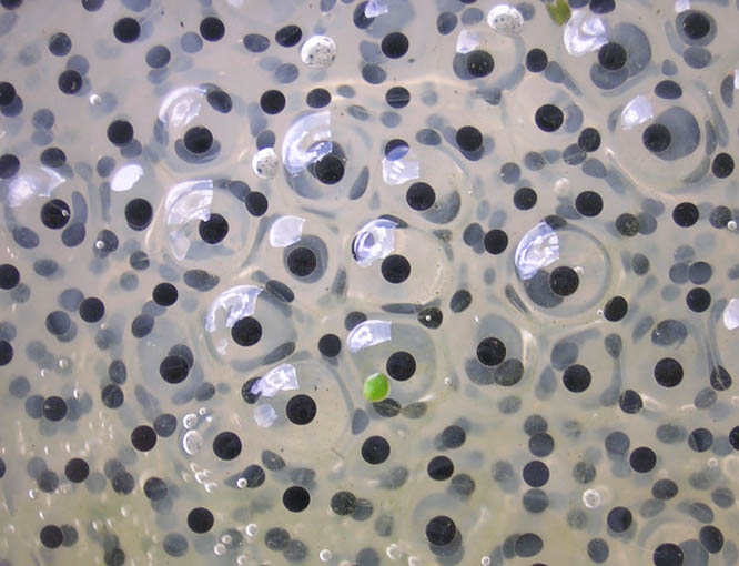 Cose-up of Frog Eggs