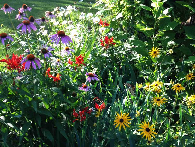 Purple Cone Flower (Echinacia) Attracts Butterflys