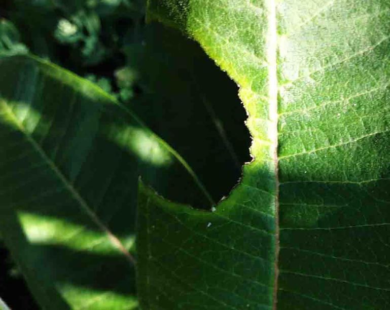 Milkweed leaf missing a large c-shaped section eaten away by a hungry monarch caterpillar.