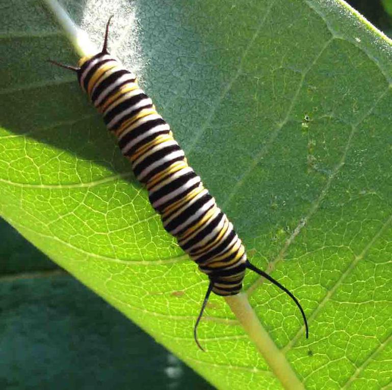 Monarch Butterfly Larvae Are Brightly Colored Black, White and Yellow Striped Caterpillars