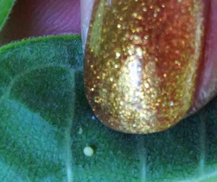 Tiny Monarch Butterfly Egg That Was Just Laid (below and to left of sparkly thumb nail).
