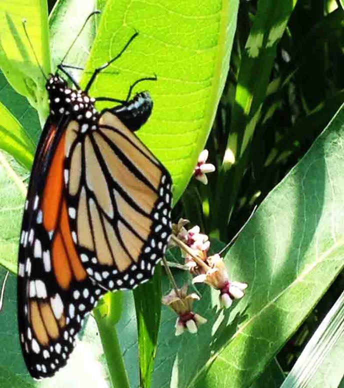 Monarch butterfly bending her abdomen to lay an egg on the underside of a common milkweed leaf.