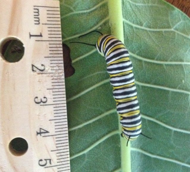 Monarch caterpillar measuring approximately 4.5cm shortly before building chrysalis.