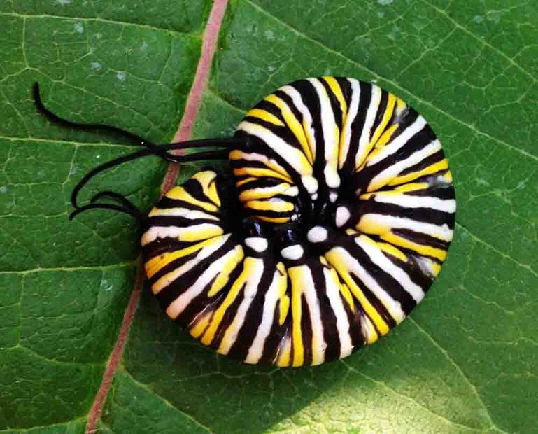 Monarch Caterpillar Playing Dead When Threatened