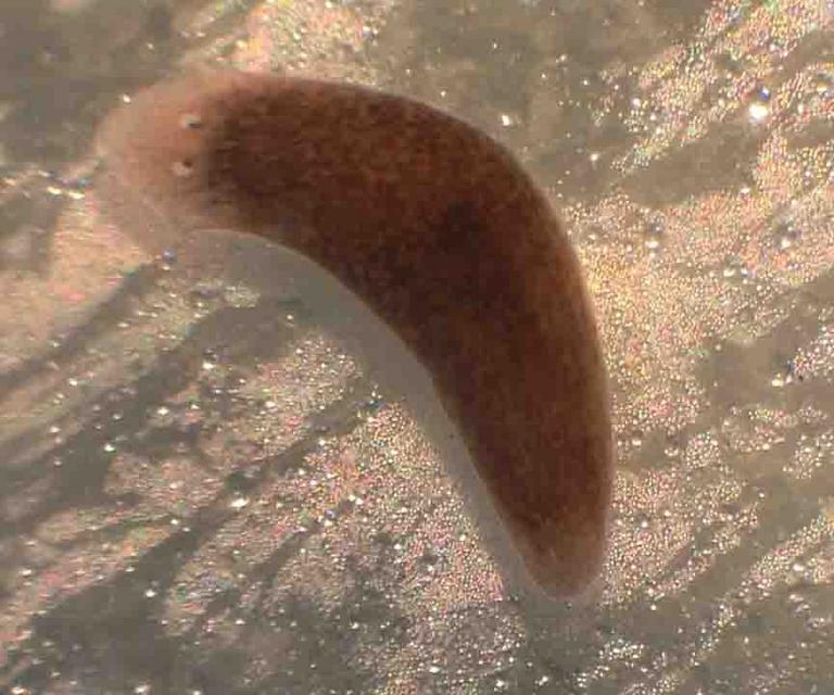 Dugesia Flatworm Under Magnification