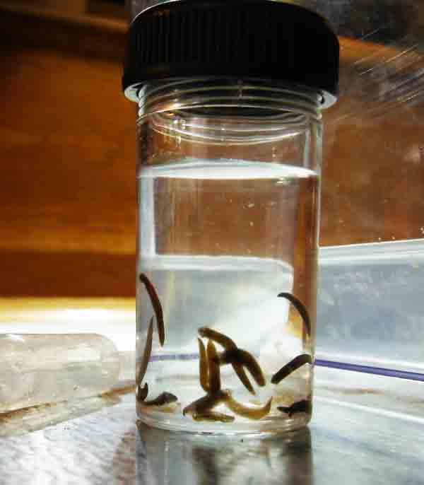 Planaria Flatworms Swimming in Container