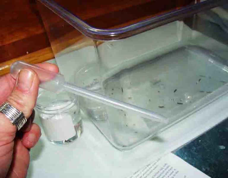 Cleaning a Tank of Planaria Using Pipette to Transfer the Worms