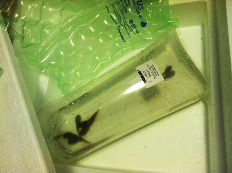 Live Bullfrog Tadpoles Shipped In Styrafoam Container