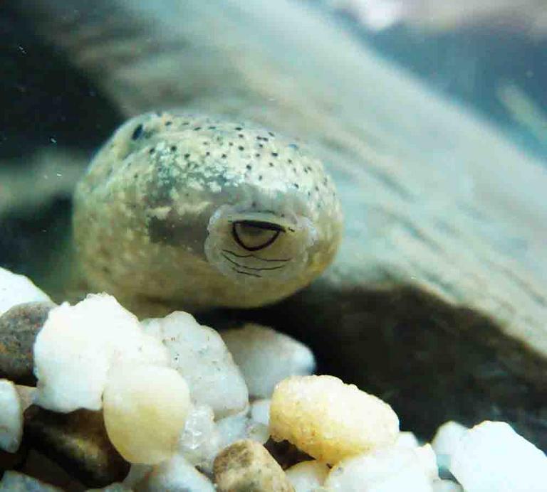 Bullfrog Tadpole: Note the black outline of the mouth and the surrounding "whiskers."