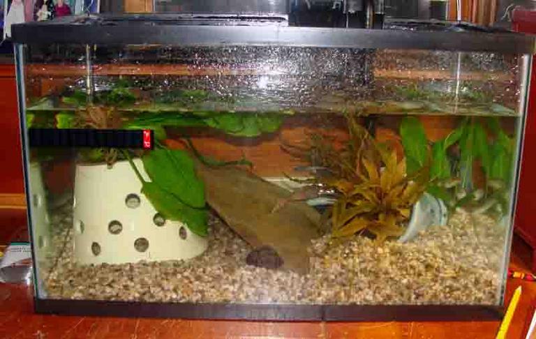10-gallon Aquarium Tank Set Up for Captive Bullfrrog Tadpoles
