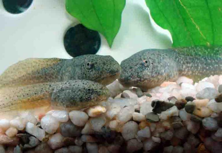 Three Bullfrog Tadpoles of Varying Size