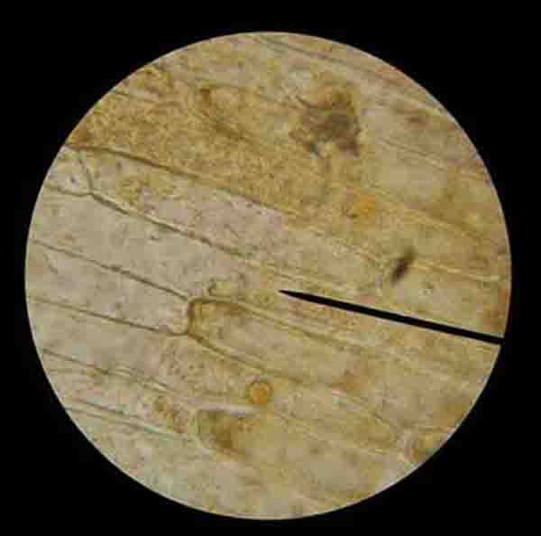Viewing wet mount onion skin specimen with microscope @400xTM.