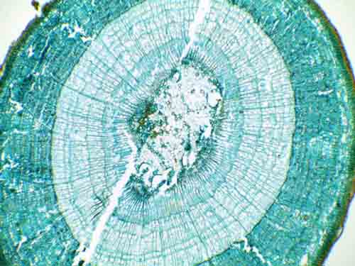 Tilia Stem Under Microscope @40xTM Photo