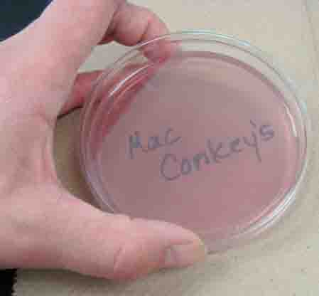 Sterile Plate of MacConkey's Agar MAC
