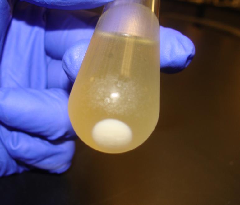 Lactococcus lactis grows as a sediment at the bottom of the tube