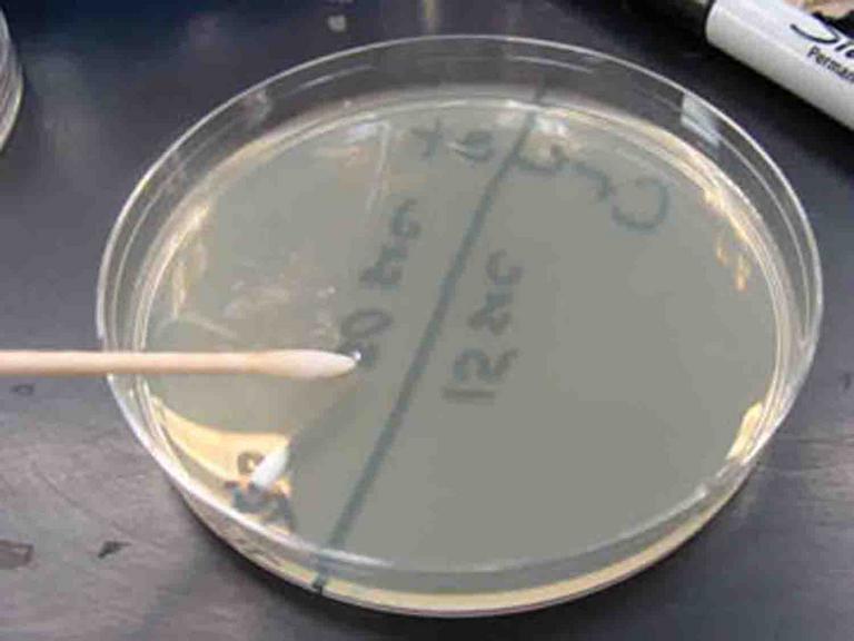 When clinical samples are plated, a sterile swab is used to obtain the biological sample from the patient (such as throat swab) and to transfer that sample to a plate.