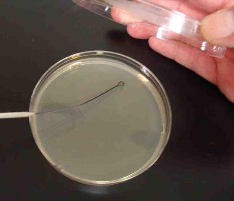 Microstreaker being used to inoculate sterile TSY agar.