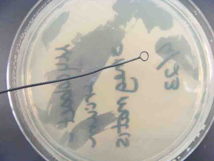 Inoculation Loop Used ro Apply a Bacterial  Sample to TSY Agar