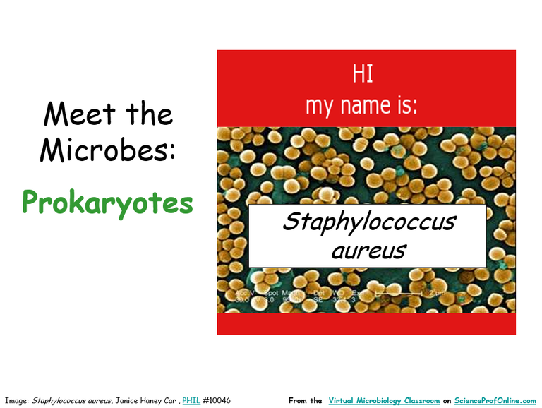 Microbiology PowerPoint Lecture Title Page