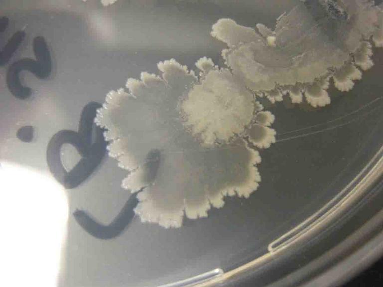 ​ Bacillus subtilis  bacterial colonies grown on TSY agar