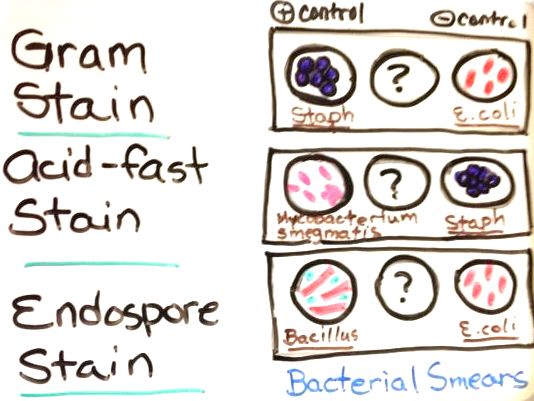  Illustration of Unknown and Control Bacteria Used in Differential Stains