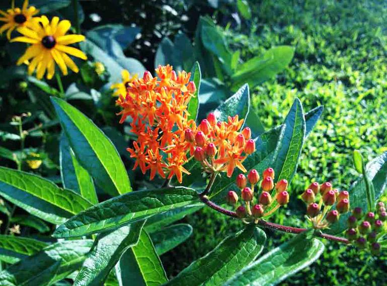 Butterfly Weed (Asclepias tuberosa), a Beautiful, Showy Milkweed for the Monarch Garden