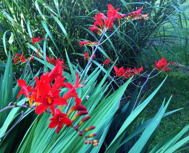 Crocosmia Attracts Both Butterflys and Hummingbirsd