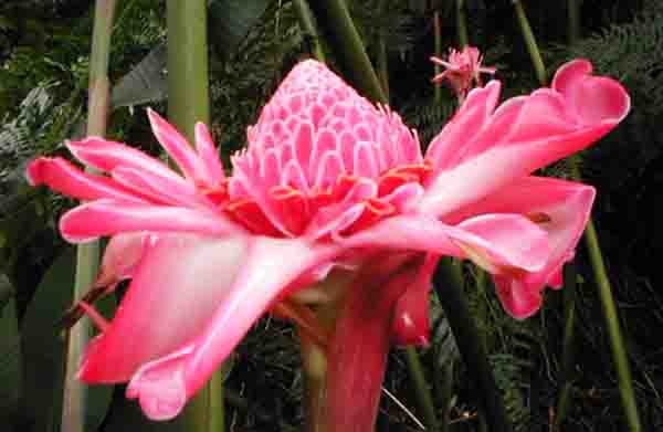 Hawaiian Torch Ginger Flower Photo