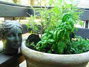 Container Herb Garden photo