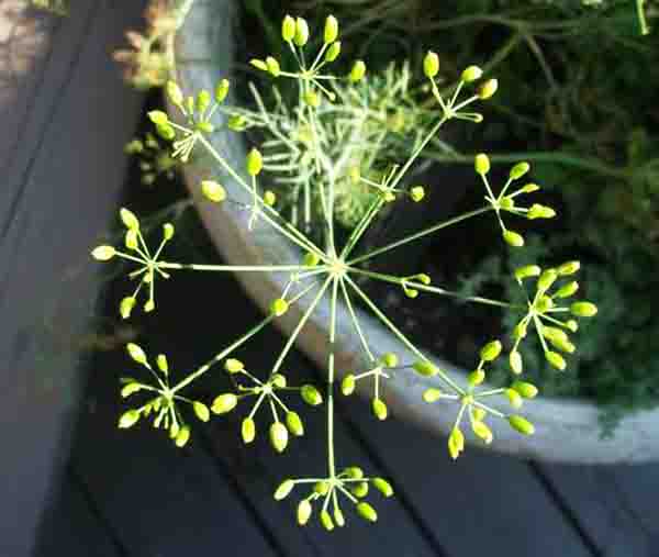 Dill, Anethum graveolens photo