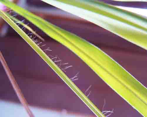 Hairs on lemongrass (Cymbopogon citratus)  leaf margin photo