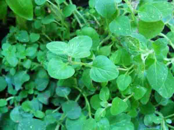 Oregano (Origanum vulgare) Photo