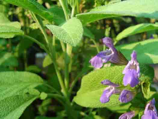 Common Sage, Salvia officinalis leaf and flower photo