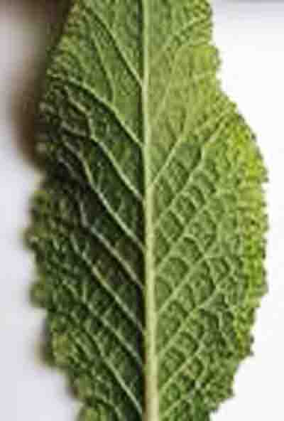 Sage Leaf, Salvia officinalis Photo