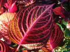 Coleus Leaf, Solenostemon sp.