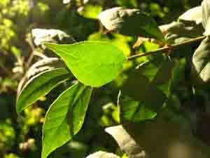 Leaf of Woody Dicot in Sunlight