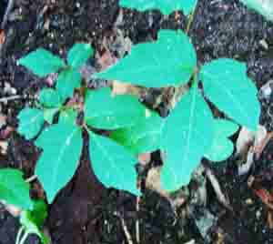 Poison Ivy, Toxicodendron radicans Photo