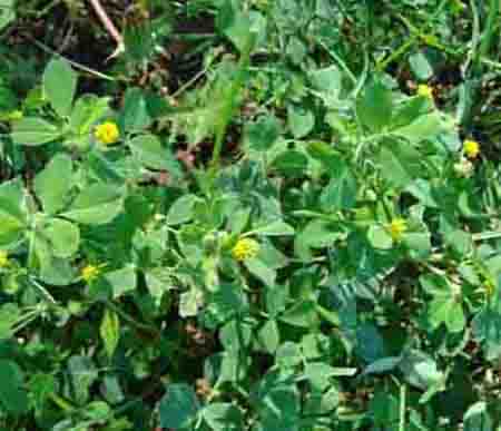 Oxalis sp.Dicotyledon Plant  Photo