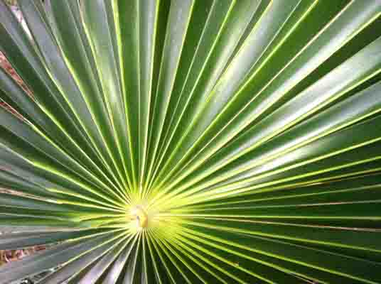 Palm Leaf Photo